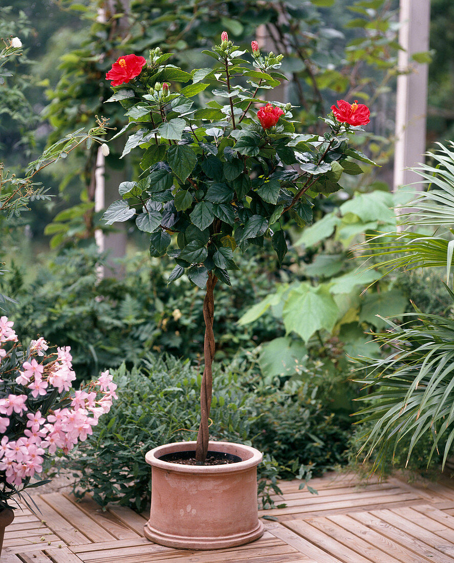 Hibiscus rosa-sinensis (Rosmarin)