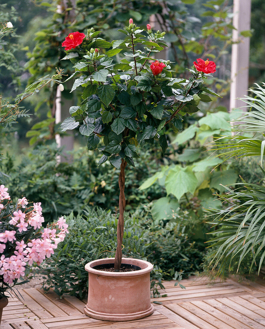 Hibiscus rosa-sinensis (rosemary)