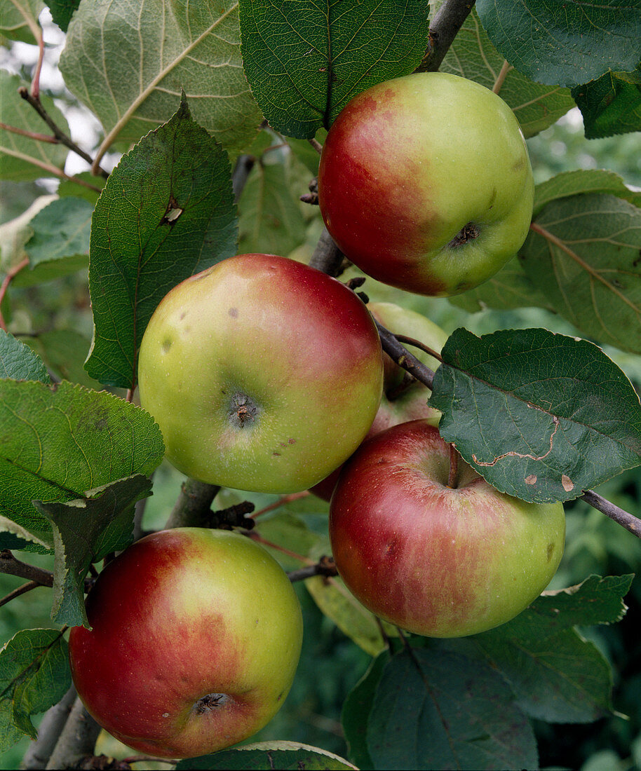 Apfel 'Brettacher'