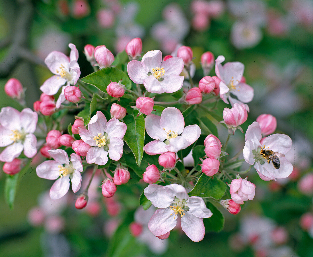 Apfelblüte