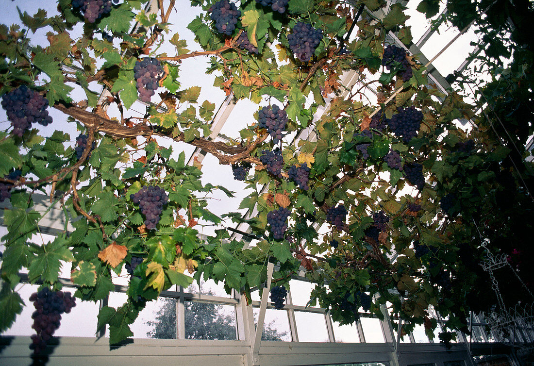 Weintrauben im Wintergarten