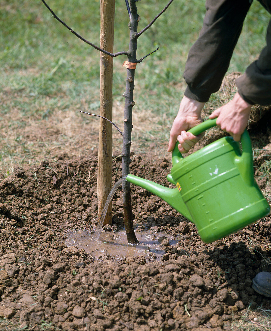 Plant apple tree