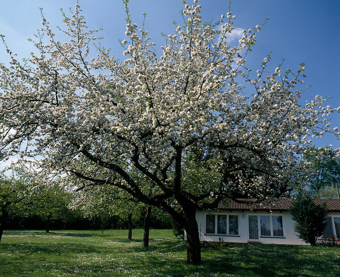 Blühender Apfelbaum