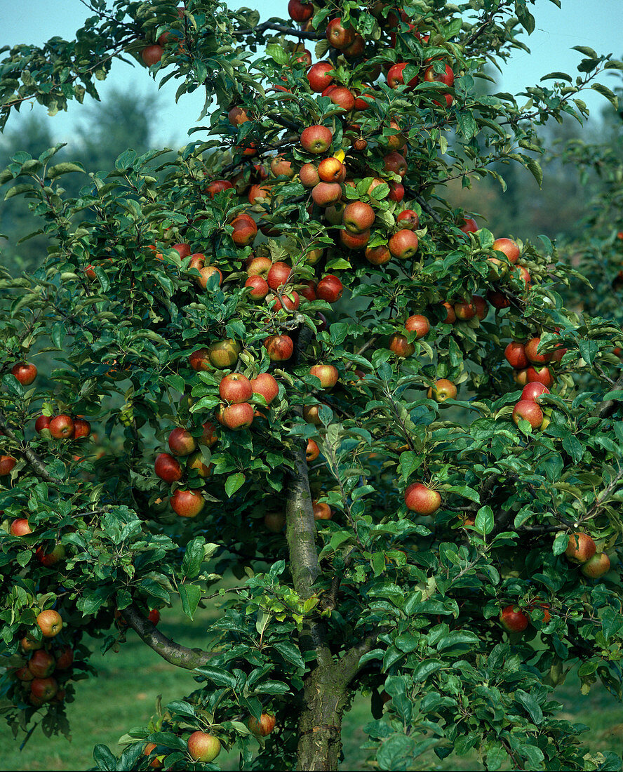 Apfel