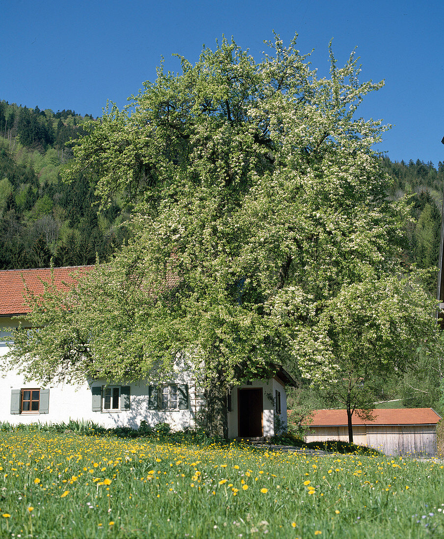 Birnbaum als HAUSBAUM