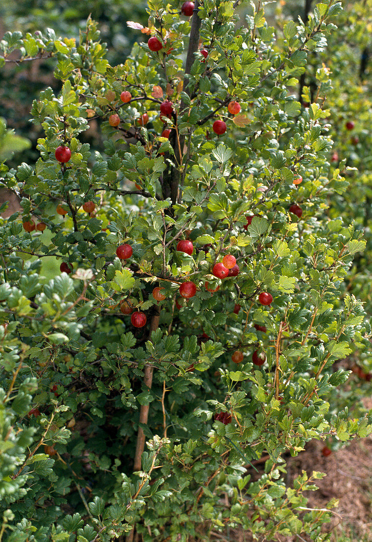 Stachelbeere Rot 'Maiherzog'