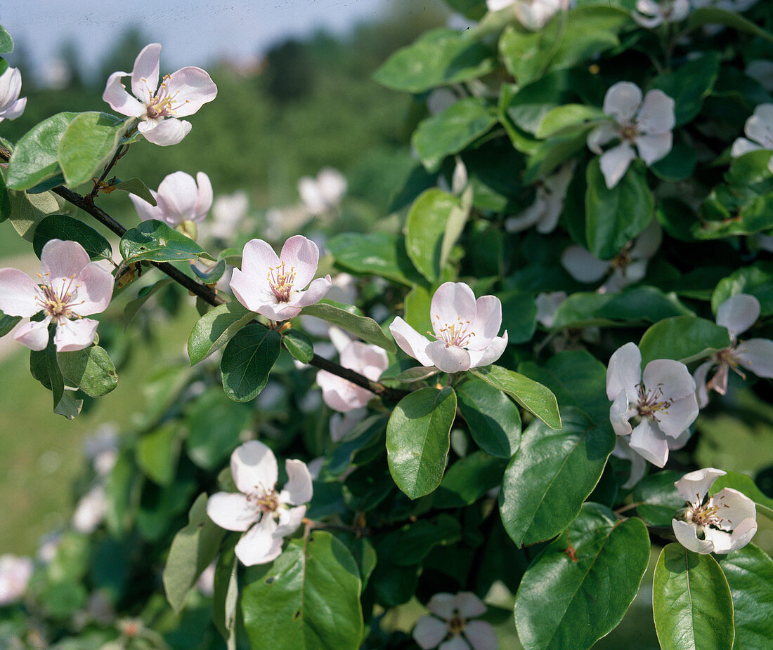 Quittenblüte