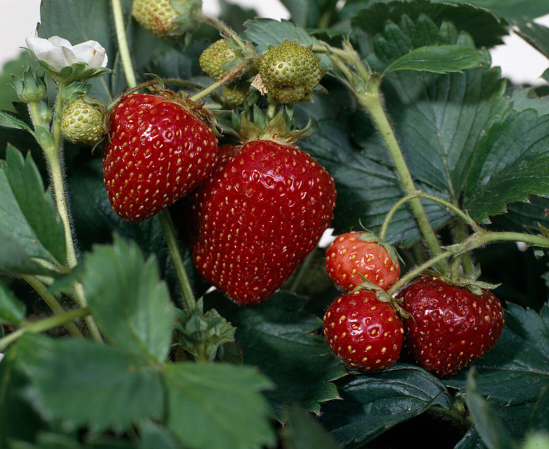 Strawberries