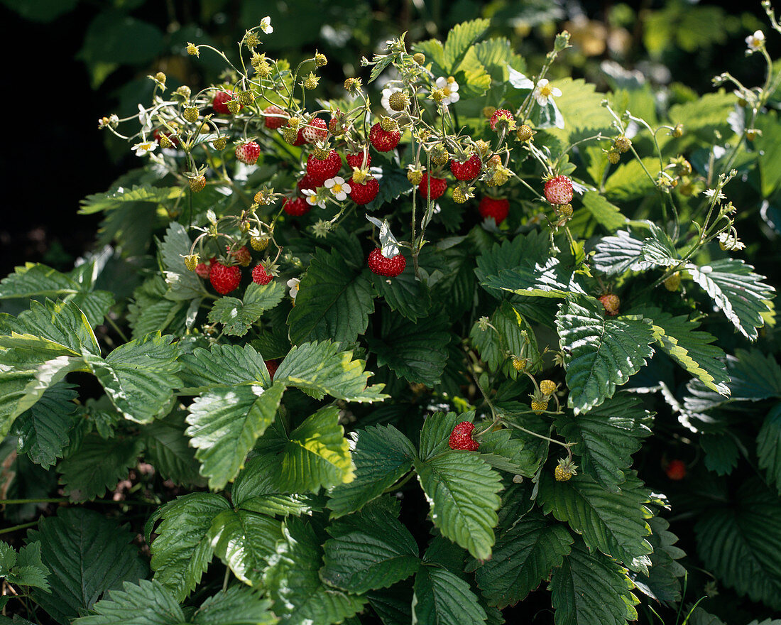 Erdbeeren