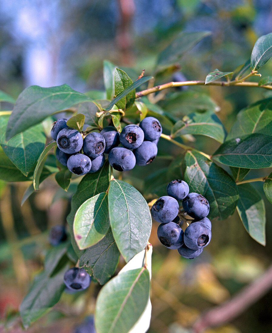 Cultivated blueberry 'Goldtraube'