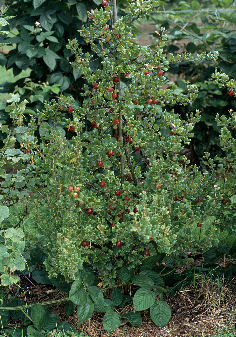 Stachelbeere Rot 'Maiherzog'