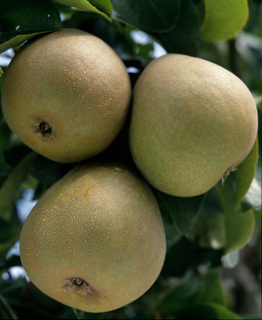 'Gellerts Butterbirne'