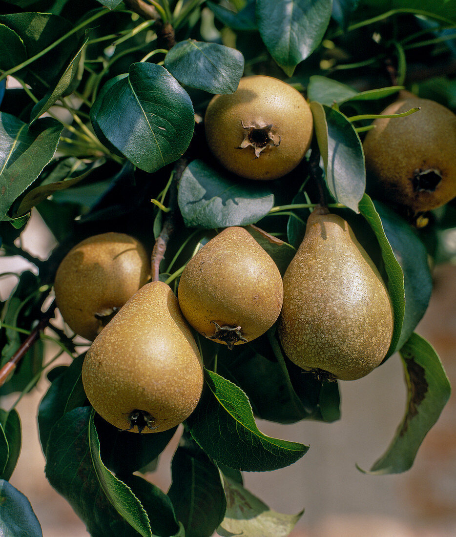 Pear 'Good Gray'