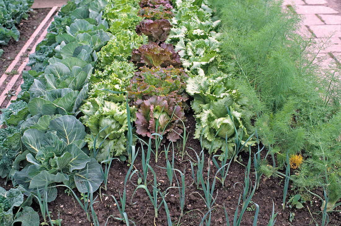 Fennel, lettuce, white cabbage, leek