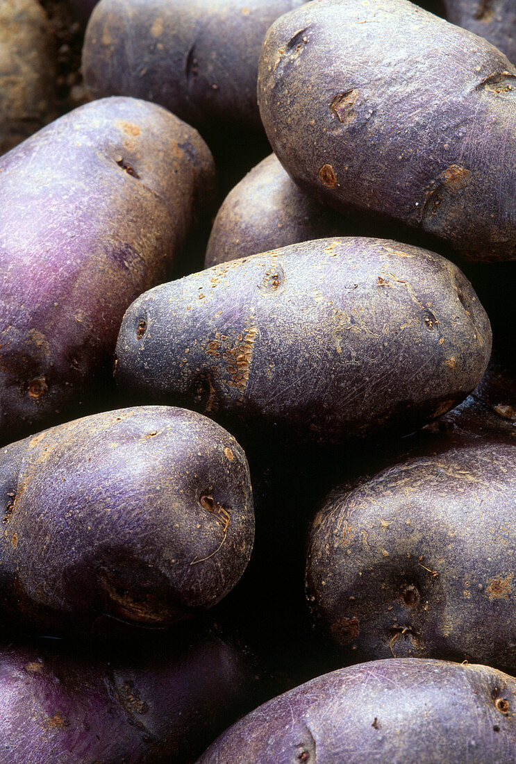 Potato 'Violetta'
