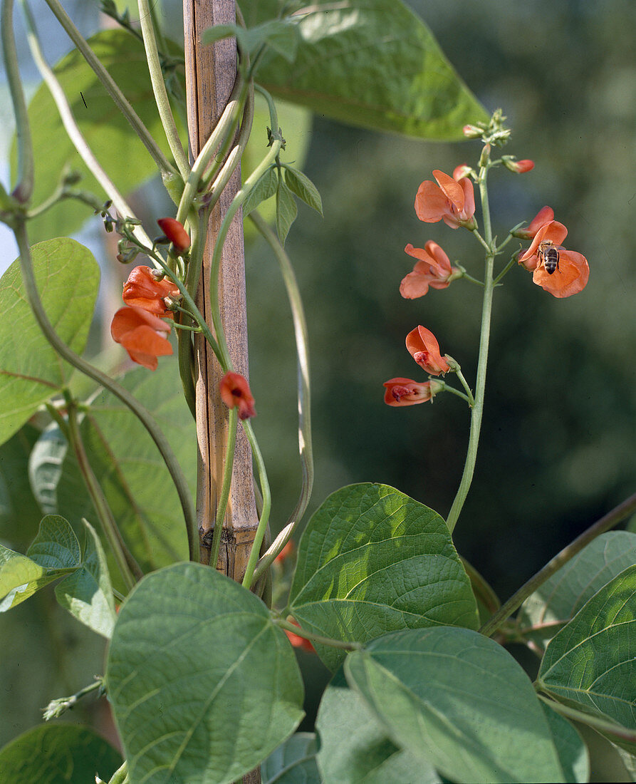 Phaseolus COCCINEUS