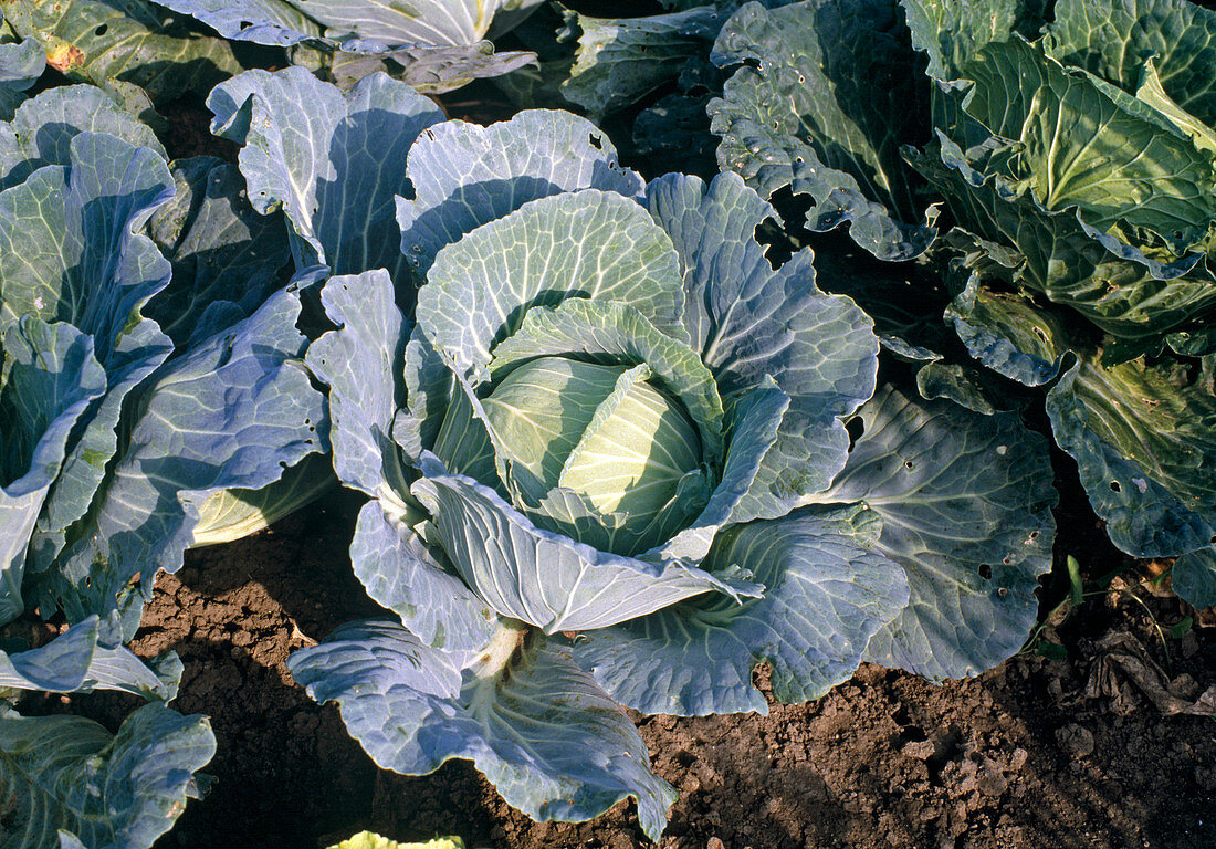 Kopfkohl 'WEIßKRAUT, Sauerkraut'