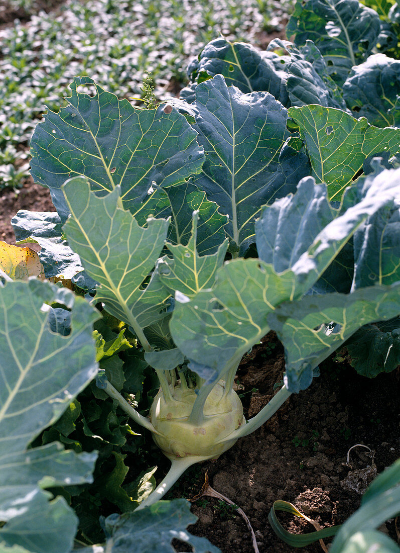 Kohlrabi