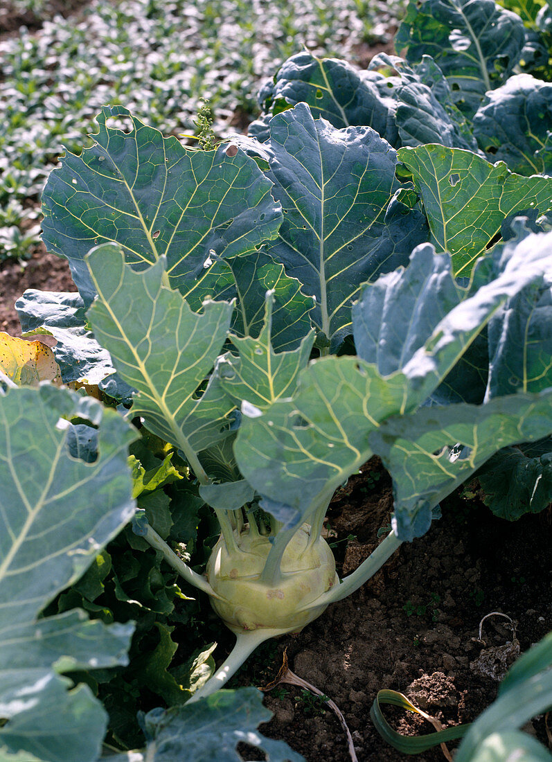 Turnip cabbage
