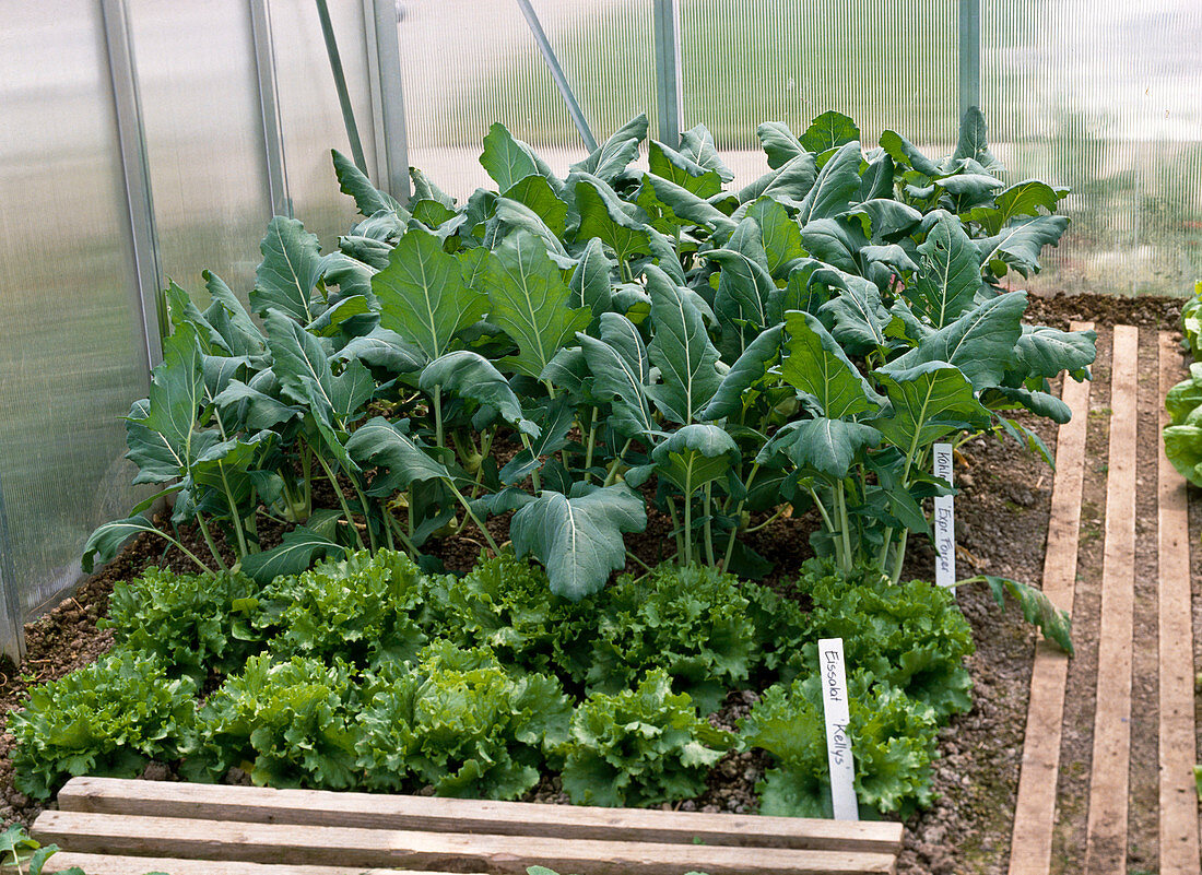 Turnip cabbage and Iceberg lettuce in the small greenhouse