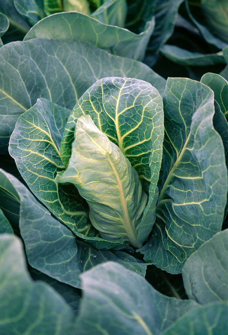 Pointed cabbage 'Duchy'