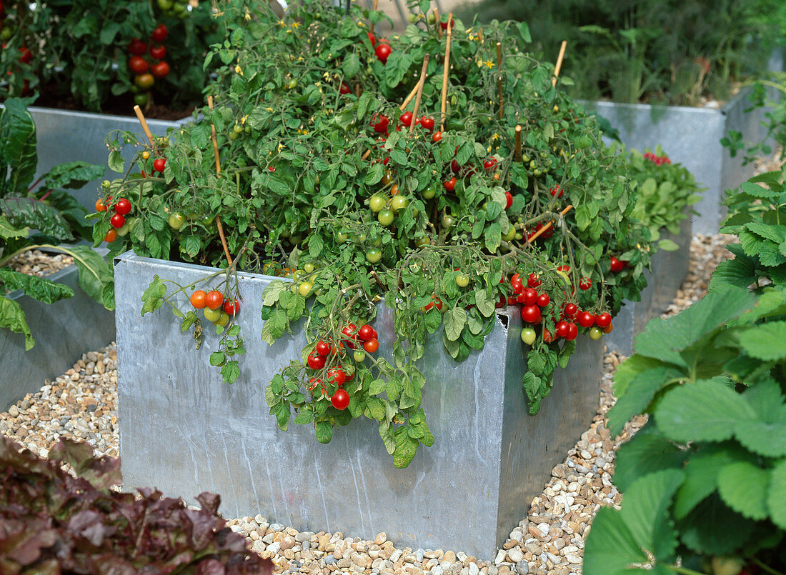 Tomatoes in the raised bed