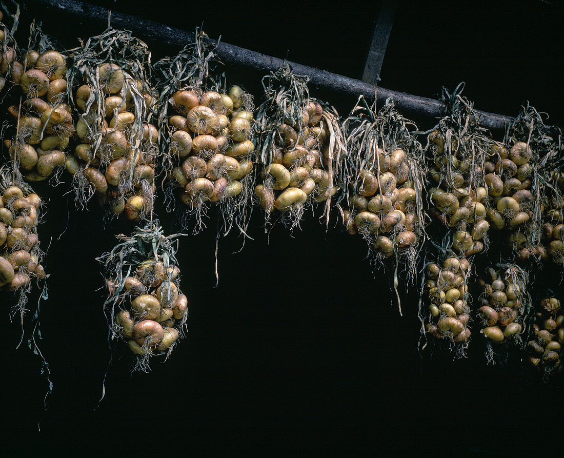 Onions hung up for drying