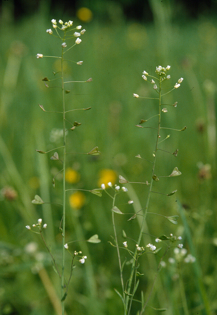 Capsella bursa - pastoris (Hirtentäschel)