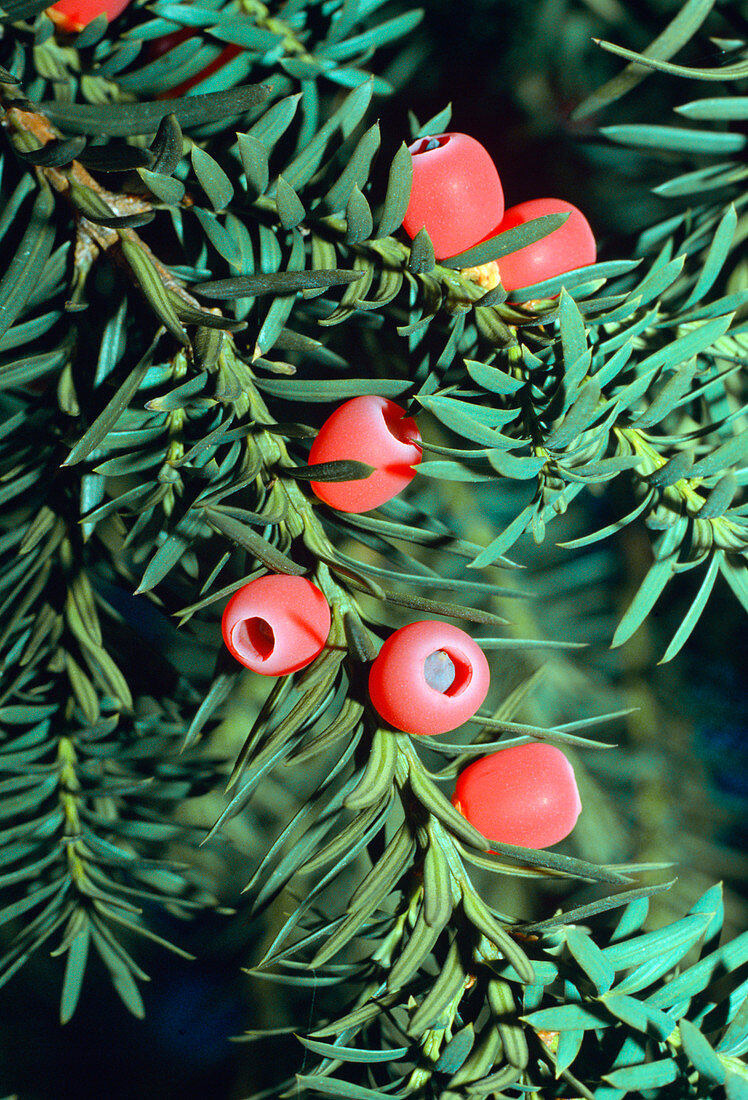 Taxus baccata (Common yew) with fruits,