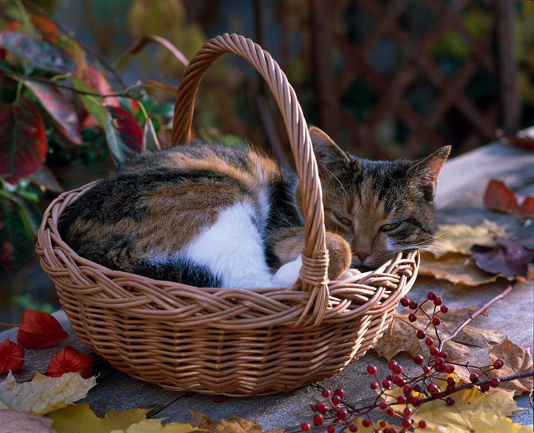 Basket with cat 'Minka'