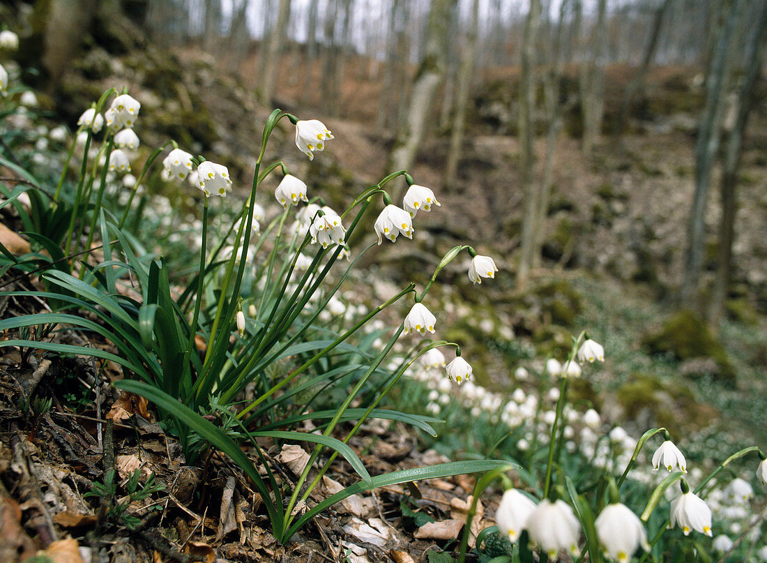 Leucojum vernum (Märzenbecher)