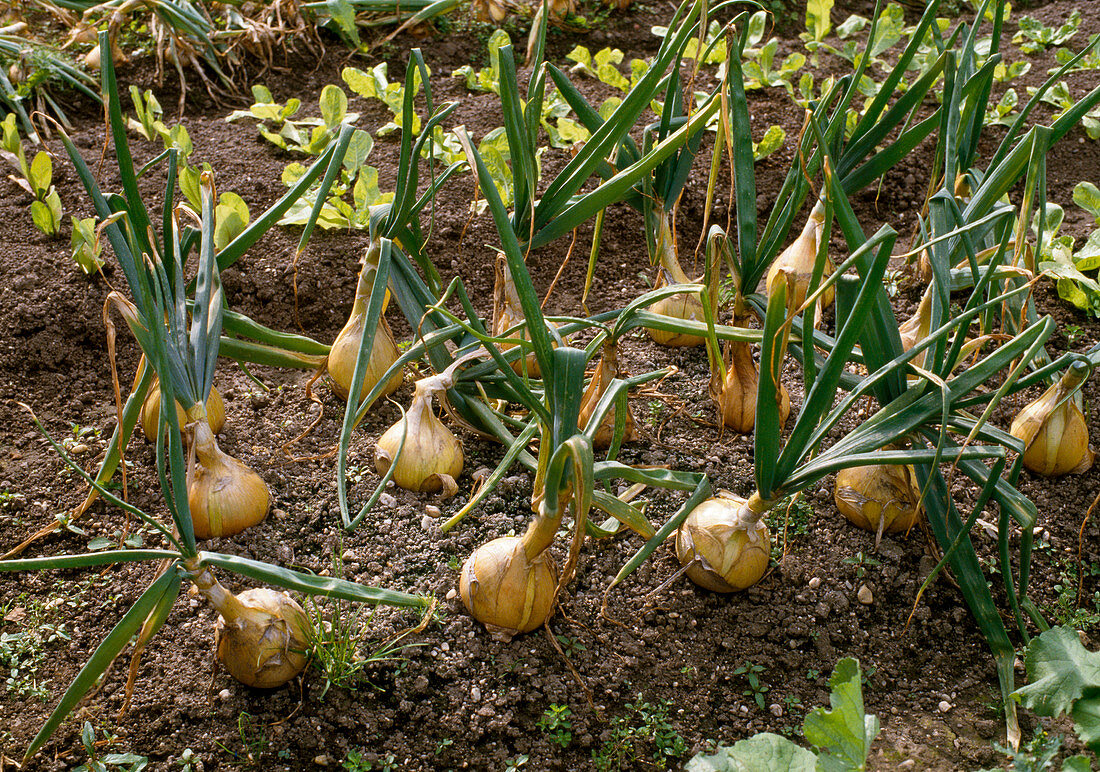 Onions f1 hybrid