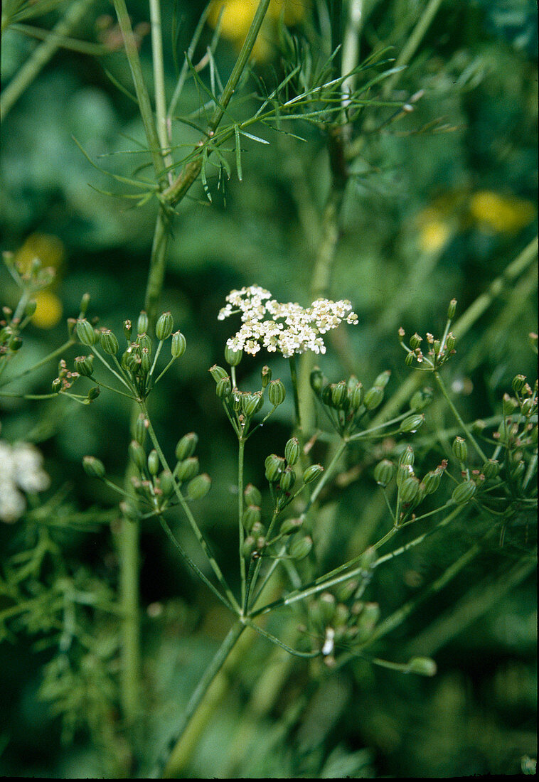 Echter Kümmel (Carum carvi), Blüten und Samenstand