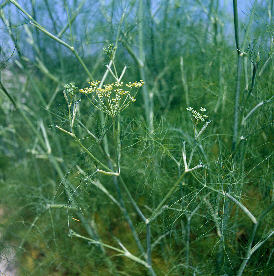 Blühender Gewürz-Fenchel (Foeniculum)