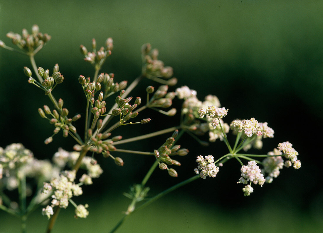 Real caraway (Carum carvi), flowers and seedbed
