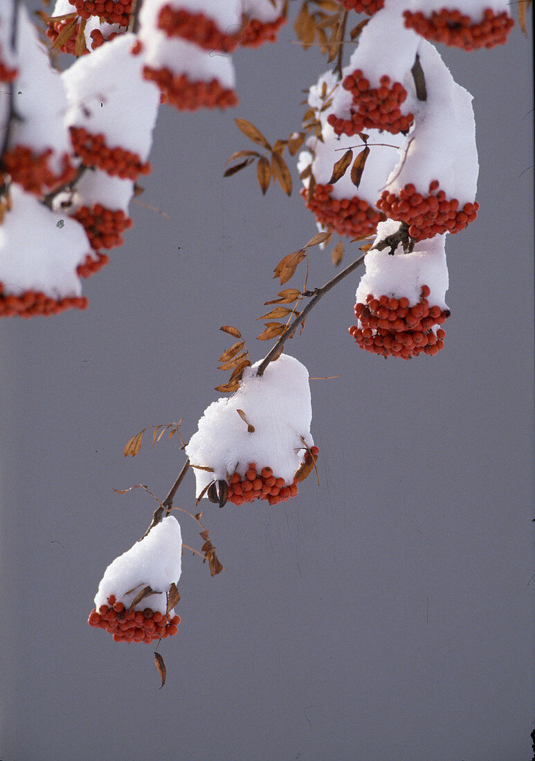 Ebereschen-Früchte mit Schnee, Sorbus aucuparia, Deutschland / Mountain Ash fruits with snow, Sorbus aucuparia, Germany