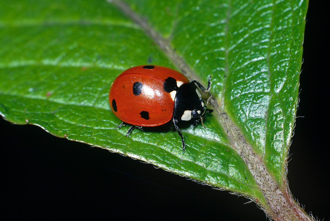 Siebenpunkt-Marienkäfer oder Siebenpunkt (Coccinella septempunctata)