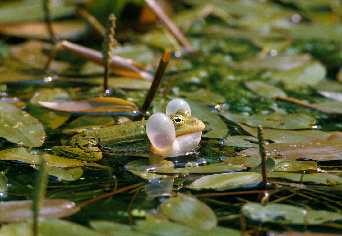 Quacking pond frog between floating plants