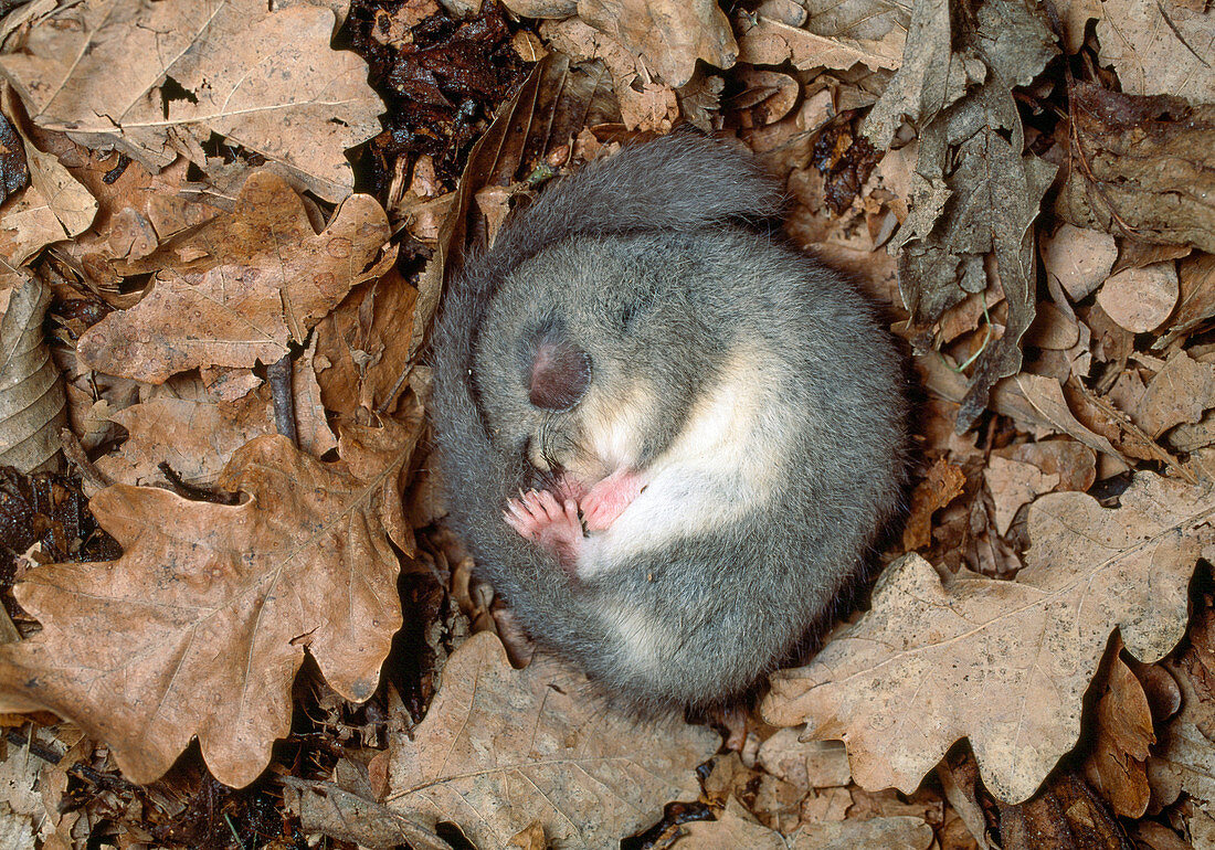 Glis glis (Siebenschläfer) im Winterschlaf