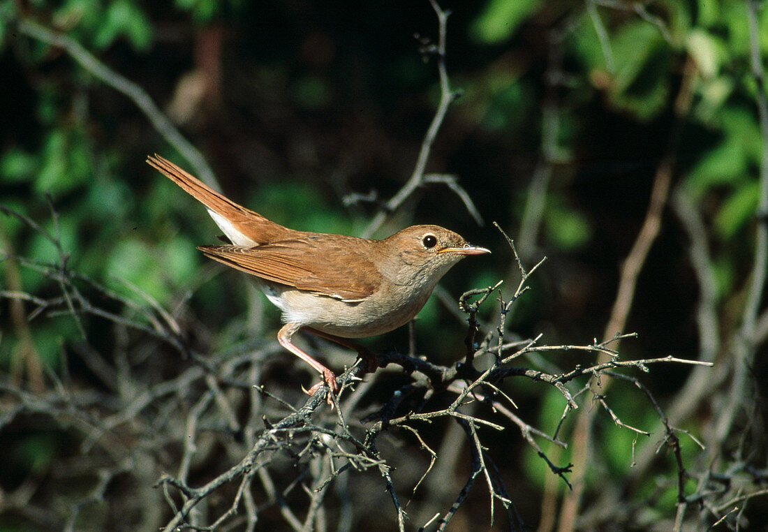 Nightingale (European nightingale) on twigs