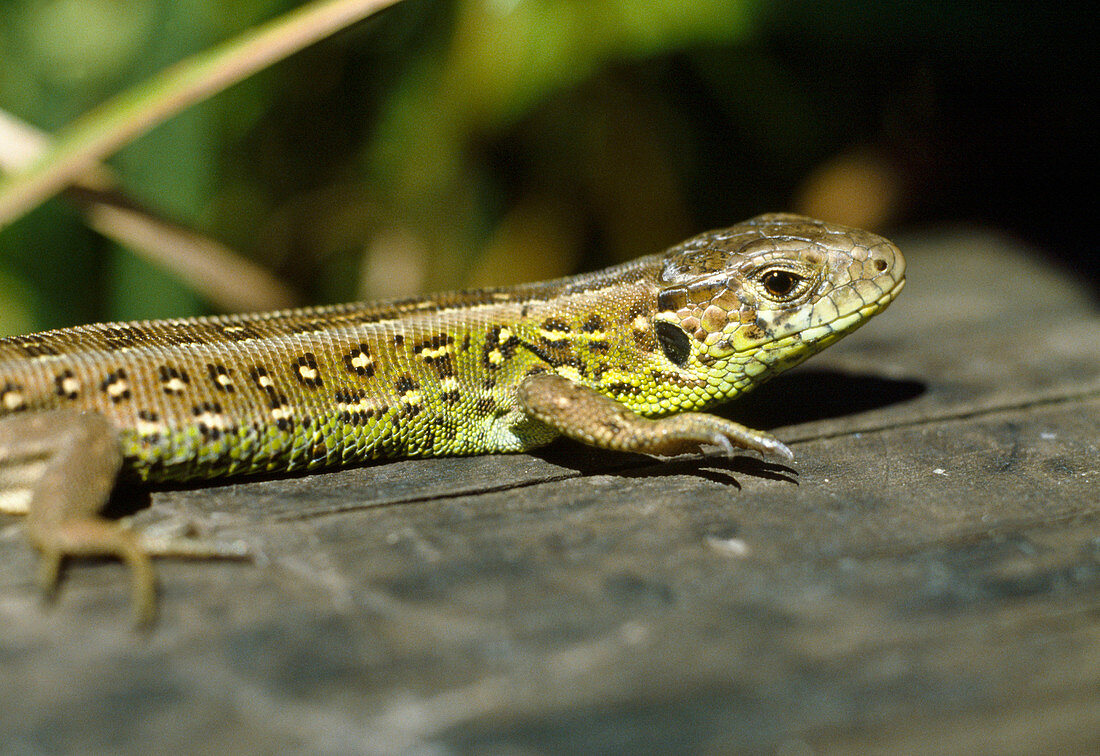 Zauneidechse (Lacerta agilis)