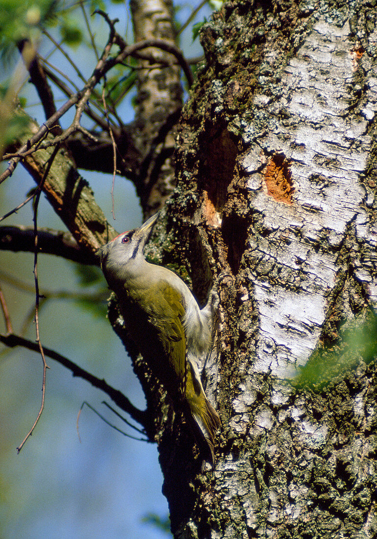 Green Woodpecker, also called Grasspecker or Ground Woodpecker, hammering on Betula