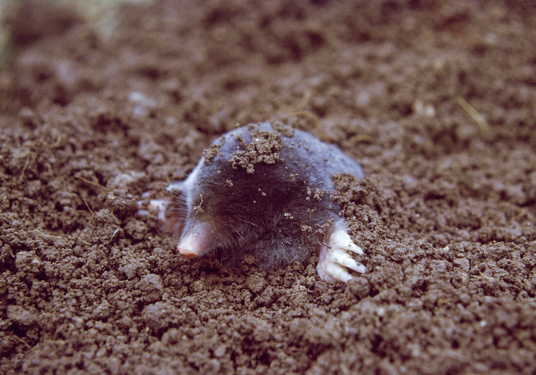 Mole (Talpidae) digging out of the earth