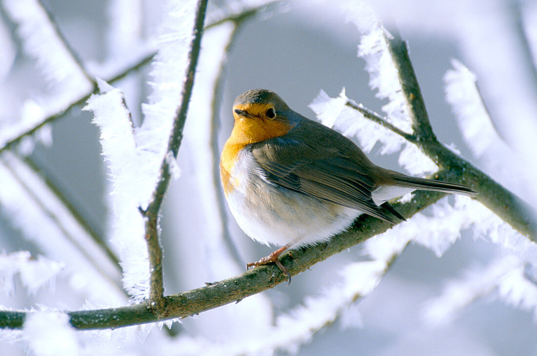 Rotkehlchen (Erithacus rubecula) auf Zweig mit Rauhreif