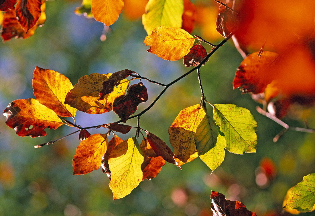 Fagus sylvatica (red beech), autumn color