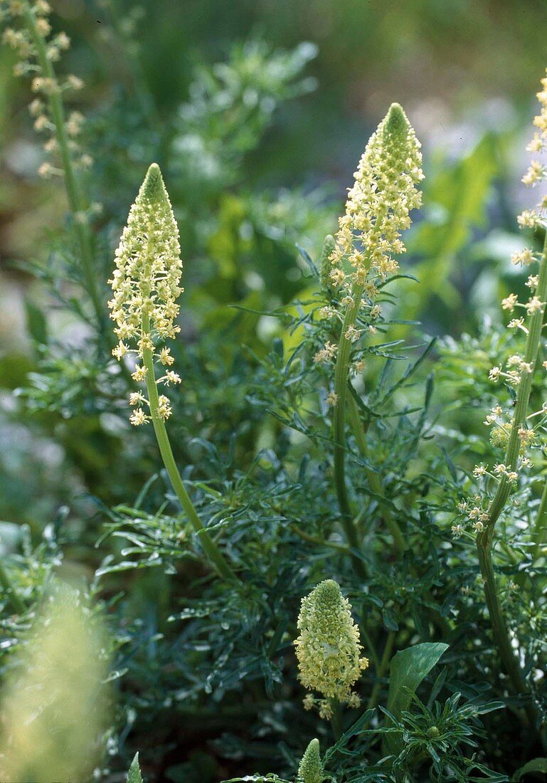 Reseda lutea (Yellow Resede, yellow wattle)