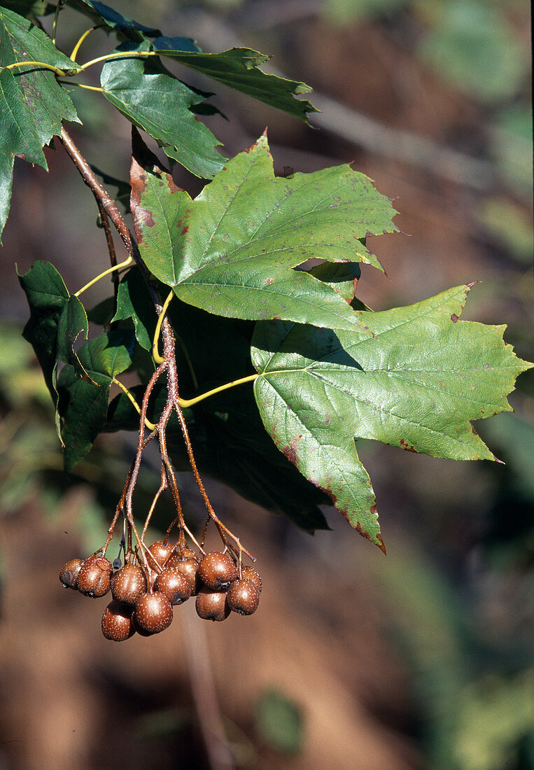 Sorbus torminalis (Silberwurz)