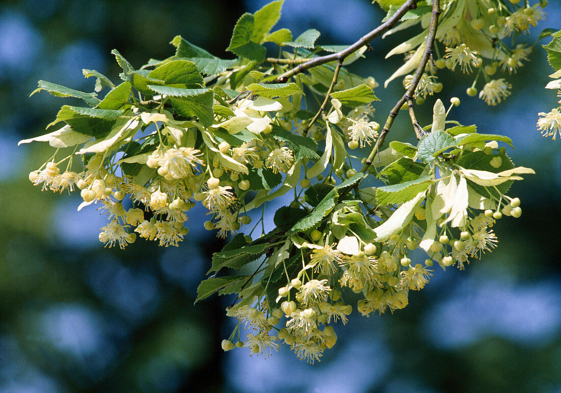 Tilia platyphyllos (Sommerlinde) mit Blüten