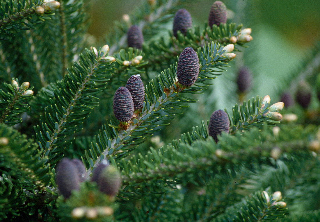 Abies koreana (Korean fir) with fresh sprouts in spring