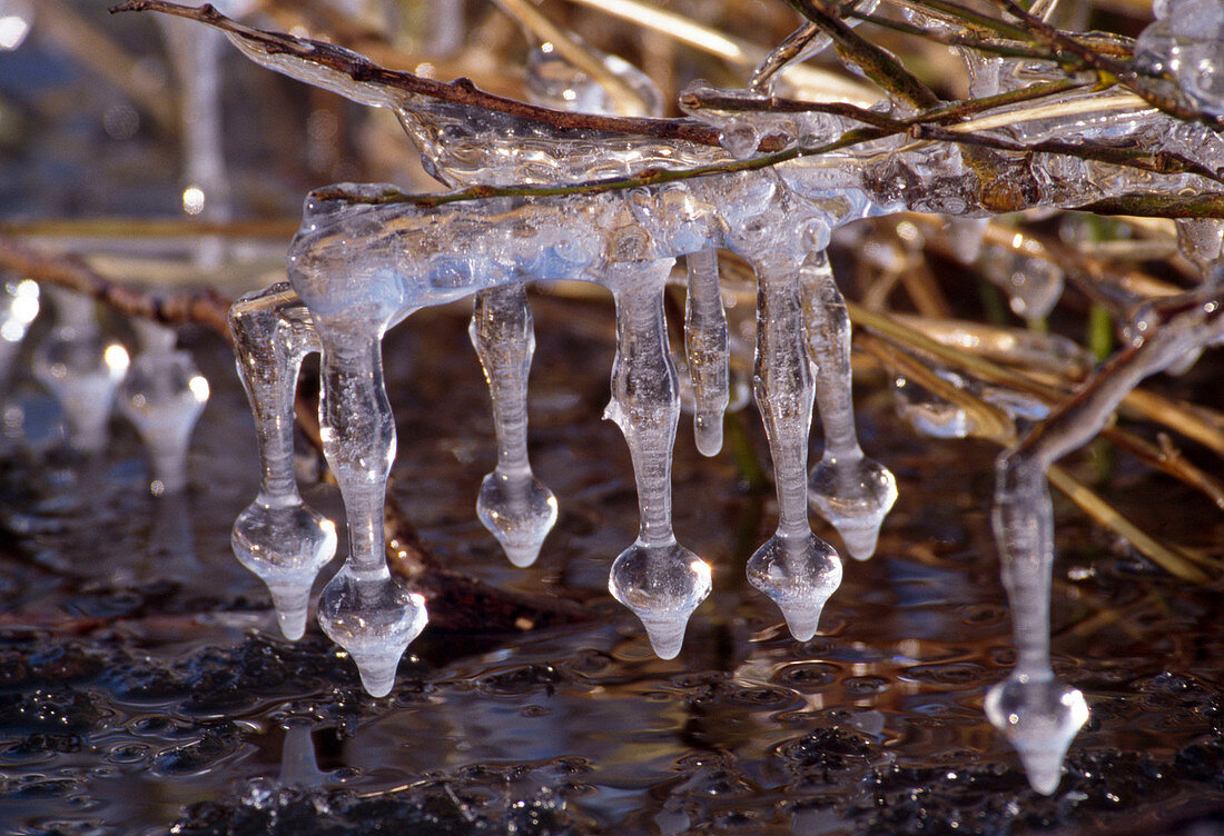 Icicles on branches over stream